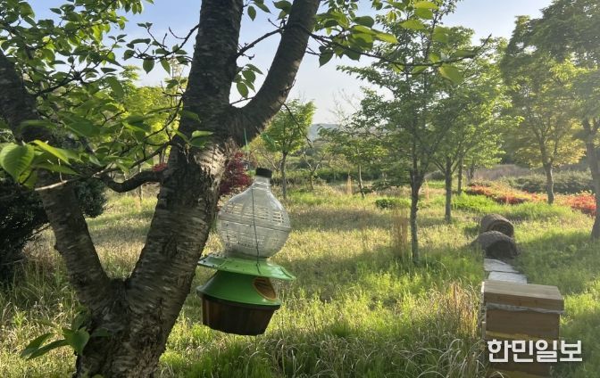 양봉장 근처 나무에 설치된 사용 말벌 트랩