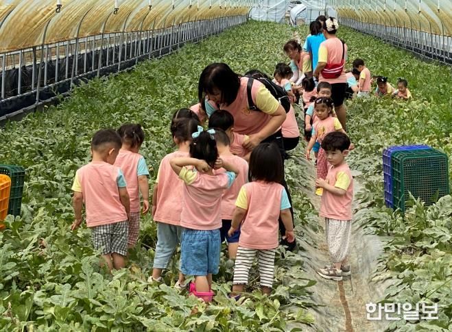 농촌체험휴양마을 사진(수박 수확 체험)