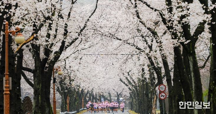 진안군, 우중(雨中) 속 신비로운 벚꽃 러닝.. '2026 진안 벚꽃&웰니스 힐링 런트립' 성료