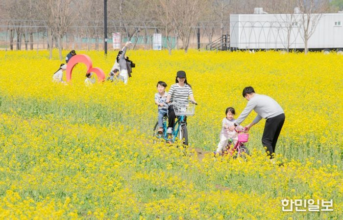 구미 낙동강체육공원, 노란 유채꽃 물결로 봄 절정 연다