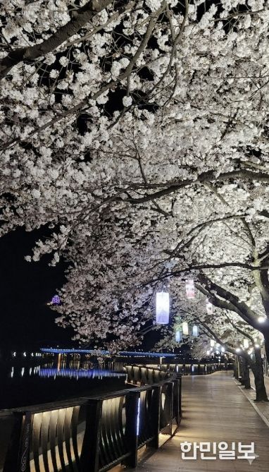2026 단양강 벚꽃 야경투어