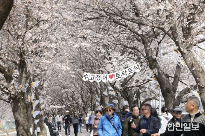 보은군, ‘2026 보은 벚꽃길 축제’ 성황리 마무리