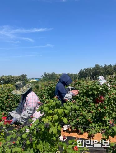 복분자 수확현장