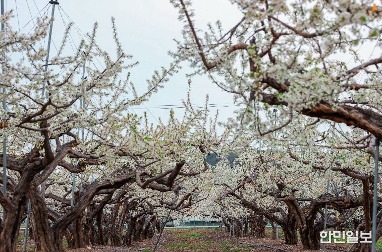 의성군, 자두꽃 만개