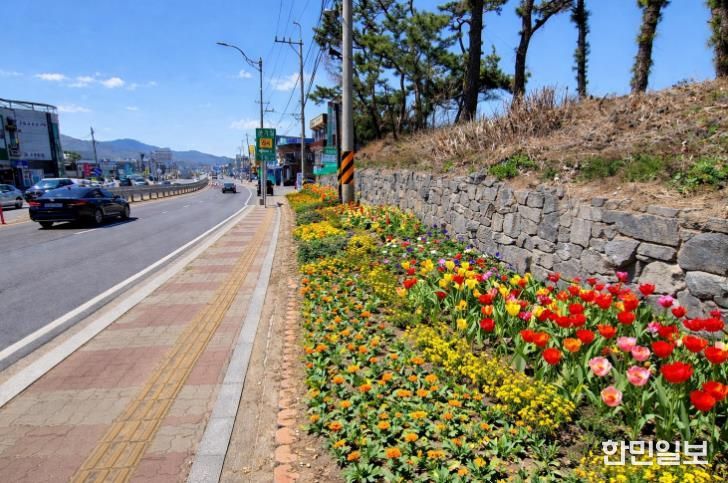 강화군, 길 위에 봄을 심다… 48국도변 2만여 본 봄꽃 식재