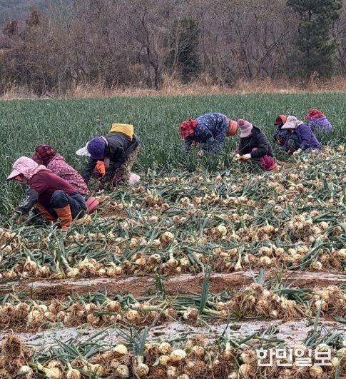 고흥군, 조생양파 가격 하락 대응 소비 촉진 ‘총력’