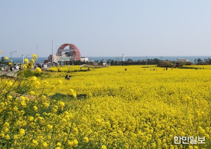 유채꽃이 만발한 호미곶 경관단지 전경.