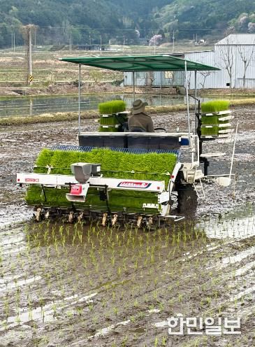 보성군, 올해 첫 ‘웅치 올벼쌀’ 모내기 시작_지난 14일 보성군 웅치면 대산리 박용수 농가에서 2026년산 웅치 올벼쌀 생산을 위한 첫 모내기를 하고 있다