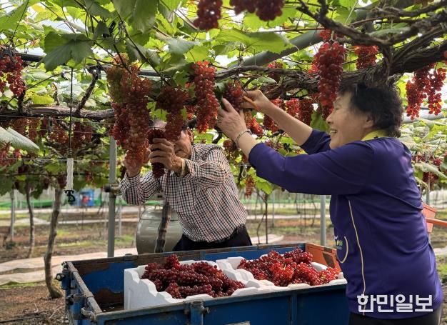 대전시, 씨없는 ‘델라웨어’ 포도 전국 첫 출하