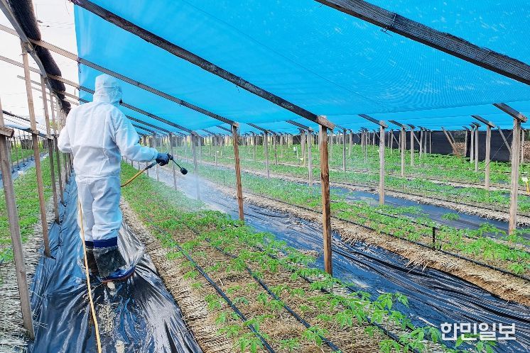 인삼잘록병 줄기점무늬병 방제